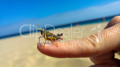 Grashüpfer auf Fuerteventura