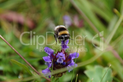 Fliegende Hummel