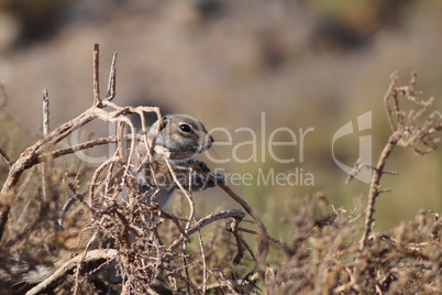 Atlashörnchen auf Fuerteventura