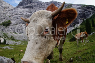 Kuh auf der Alm