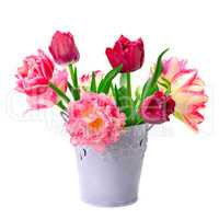 bucket with tulips isolated on white