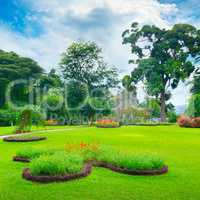 beautiful meadow in park