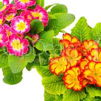 Colorful fresh primrose