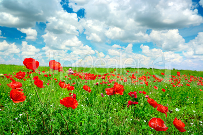 red poppies