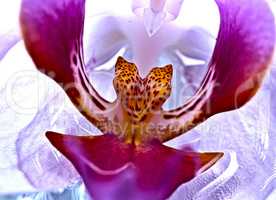 hdr-orchidee