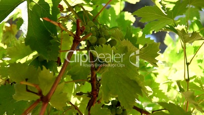 Grapevine in the summer. Defocus on green grape and leaf. Close up. Grape vineyard.