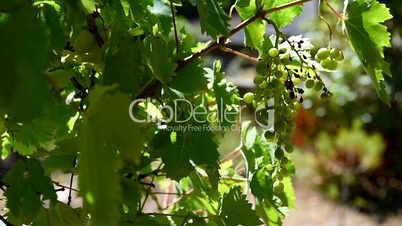 Grapevine in the summer. Defocus on green grape. Close up. Grape vineyard.