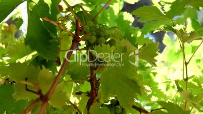 Grapevine in the summer. Defocus from green grape and leaf. Close up. Grape vineyard.
