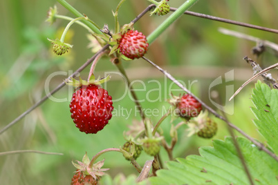 Wild strawberries - forest products