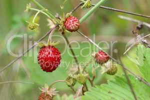 Wild strawberries - forest products