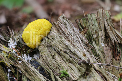Slime mould - inedible mushroom