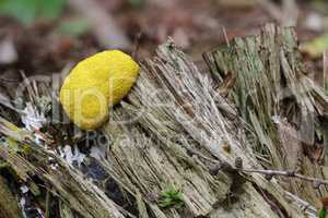 Slime mould - inedible mushroom