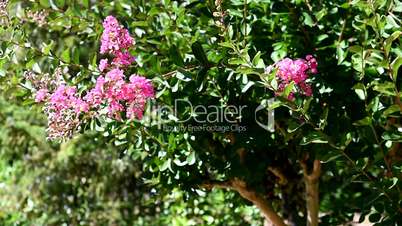 Bee flying to a pink flower in the garden on a sunny day. Medium shot.