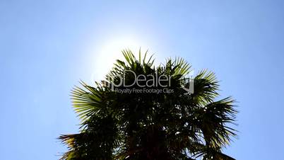 Date palm in the sun. Slide from left to right. Backlighting. Medium shot.