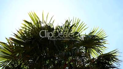 Date palm in the sun. Slide from right to left. Sun shines through leaves. Backlighting. Medium shot.