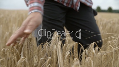 Farmer Man picks up a Grain Ear