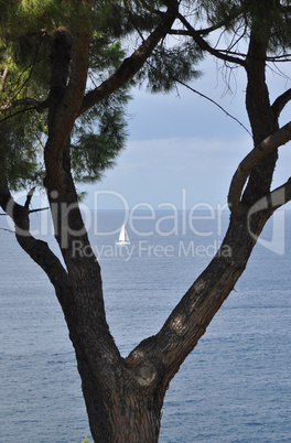 Baum und Boot bei Rovinj