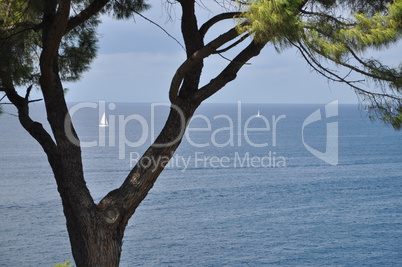 Baum und Boot bei Rovinj