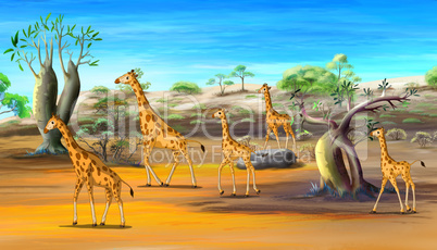 African Giraffes Family Walking at the Savannah