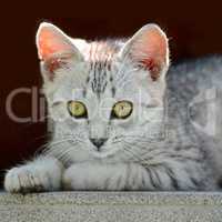 Beautiful little gray kitten