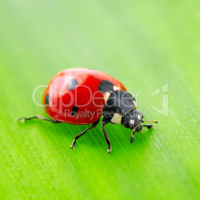 red ladybird on green leaf