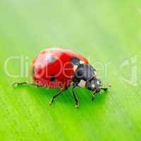 red ladybird on green leaf
