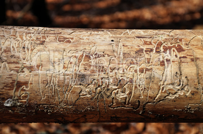 Baumstamm mit Borkenkäferspuren