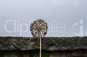 Blume an der mauer