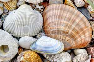 Pebble stones and scallops and shells