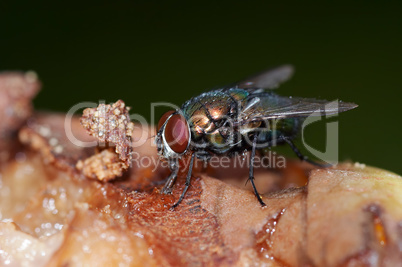 Detail of the fly