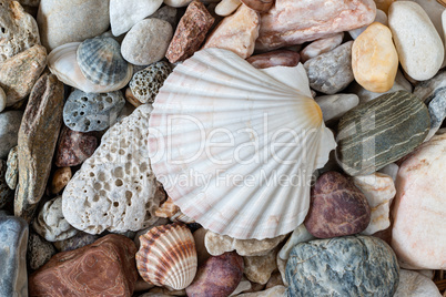 Shell On Sea Pebble Stones