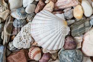 Shell On Sea Pebble Stones