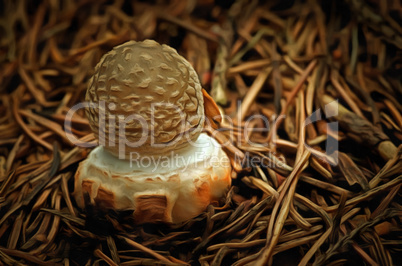 Mushroom - small toadstool spissa