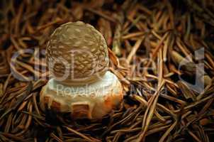 Mushroom - small toadstool spissa