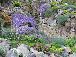 Rock garden with various flowers