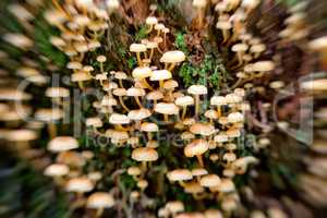 Poisoning inedible mushrooms