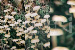 Poisoning inedible mushrooms in retro style