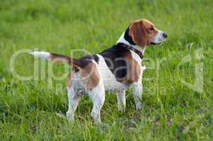 Hound dog English Beagle on meadow