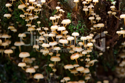 Clump of mushrooms on a rotten tree stump
