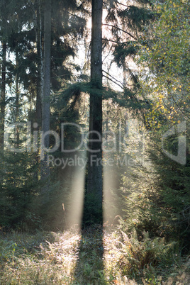 Spruce tree in morning backlight