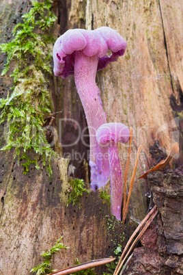Amethyst deceiver - edible mushroom