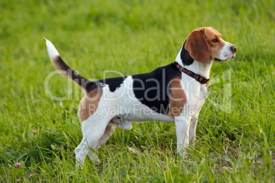 Hound dog English Beagle on meadow