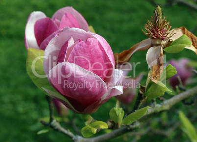 Bloom of magnolia