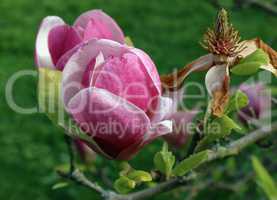 Bloom of magnolia