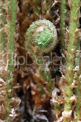 Macro Fern Sprout