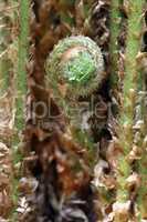 Macro Fern Sprout