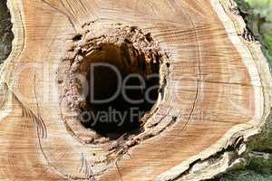 Cut tree trunk - a hole in wood