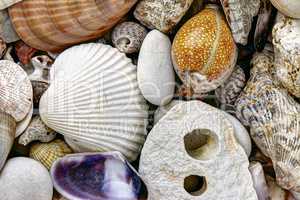 Pebble stones and scallops and shells