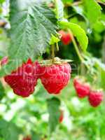 the red  berries of raspberry