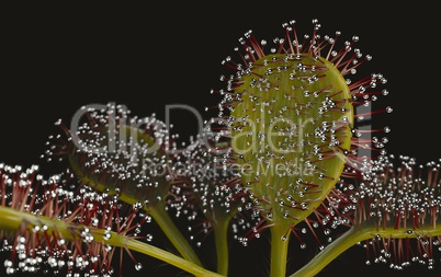 Drocera flower 3d illustration
